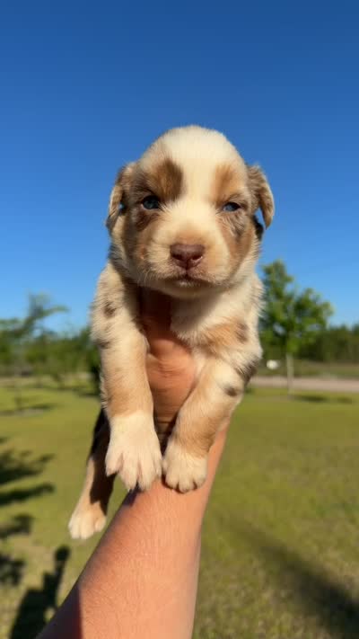 Kyri, a female Australian Shepherd for sale in Pearson, GA – 5 of 10