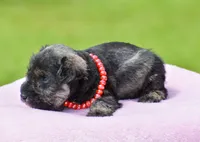 Harlee, a female Miniature Schnauzer for sale in Pearson, GA – 5 of 6