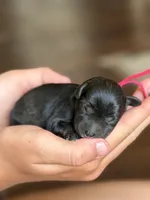 Hattie, a female Miniature Schnauzer for sale in Pearson, GA – 5 of 5