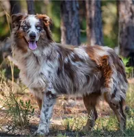 Kyri, a female Australian Shepherd for sale in Pearson, GA – 9 of 10