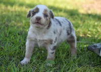 Kyri, a female Australian Shepherd for sale in Pearson, GA – 8 of 10