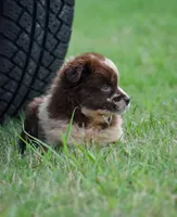 Demi, a female Australian Shepherd for sale in Pearson, GA – 4 of 8