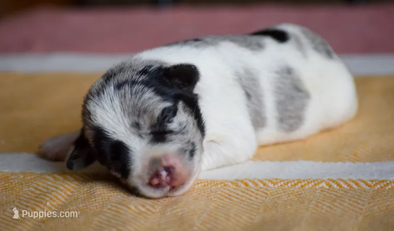 Tate – Miniature Schnauzer puppy for sale in Pearson, GA