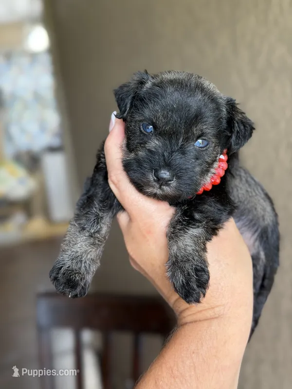 Harlee – Miniature Schnauzer puppy for sale in Pearson, GA