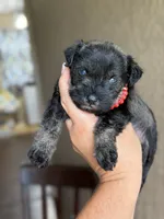Harlee, a female Miniature Schnauzer for sale in Pearson, GA – 1 of 6