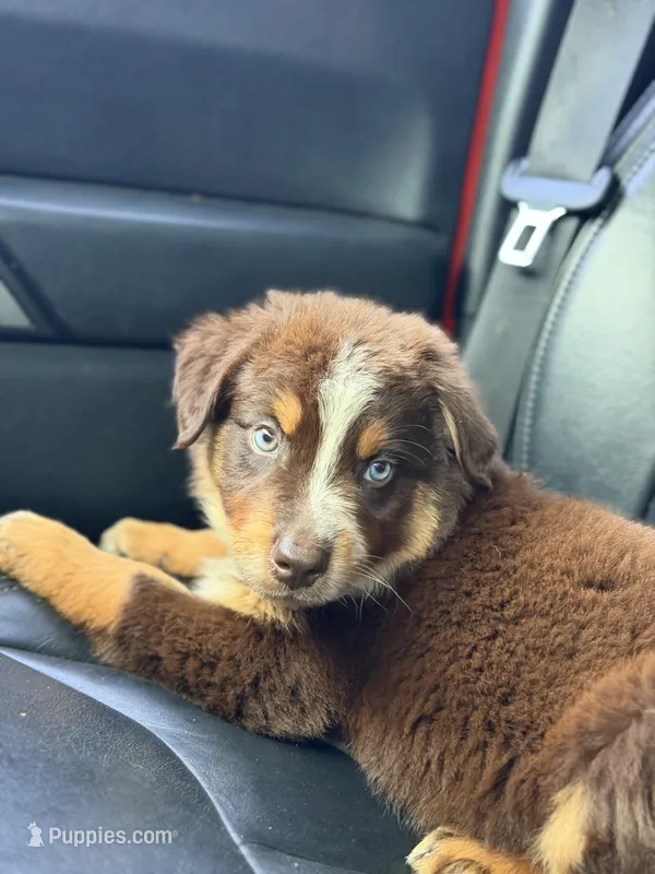 Naz  – Australian Shepherd puppy for sale in Pearson, GA
