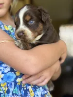 Naz , a male Australian Shepherd for sale in Pearson, GA – 3 of 9