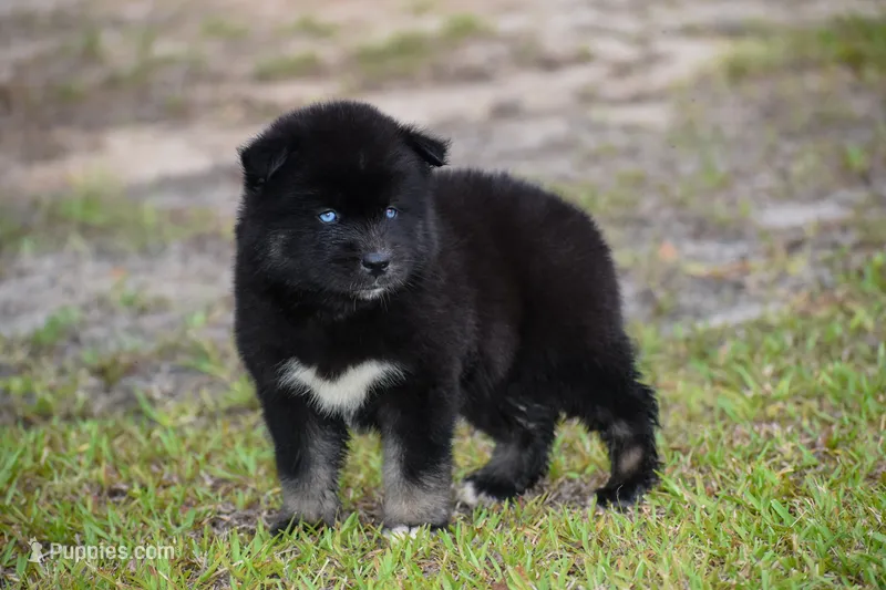 Fynn – Siberian Husky puppy for sale in Pearson, GA