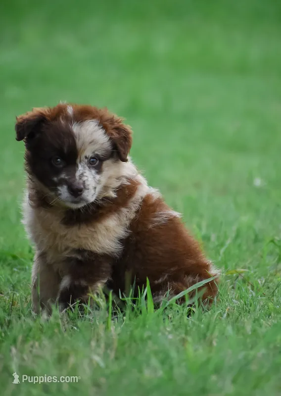Demi – Australian Shepherd puppy for sale in Pearson, GA