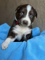Kami , a female Australian Shepherd for sale in Pearson, GA – 3 of 8