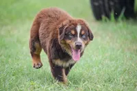 Naz, a male Australian Shepherd for sale in Pearson, GA – 7 of 8