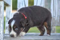 Kami , a female Australian Shepherd for sale in Pearson, GA – 1 of 8