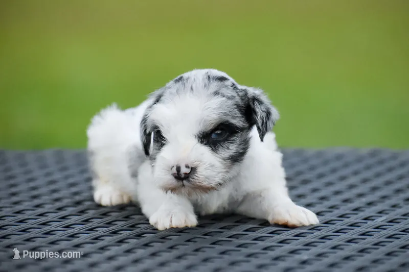 Tidbit – Miniature Schnauzer puppy for sale in Pearson, GA