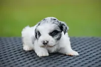 Tidbit, a male Miniature Schnauzer for sale in Pearson, GA – 1 of 3