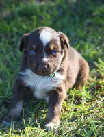 Kenna , a female Australian Shepherd for sale in Pearson, GA – 6 of 9