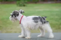 Sera , a female Miniature Schnauzer for sale in Pearson, GA – 2 of 9