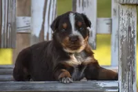 Naz , a male Australian Shepherd for sale in Pearson, GA – 5 of 9
