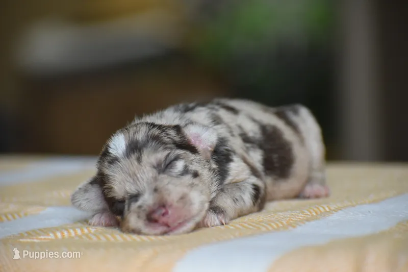 Hayes – Miniature Schnauzer puppy for sale in Pearson, GA