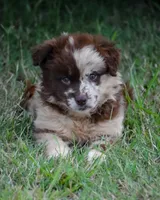 Demi, a female Australian Shepherd for sale in Pearson, GA – 6 of 8
