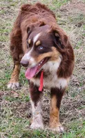 Naz , a male Australian Shepherd for sale in Pearson, GA – 7 of 9