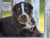Naz , a male Australian Shepherd for sale in Pearson, GA – 4 of 9