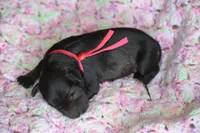 Hattie, a female Miniature Schnauzer for sale in Pearson, GA – 2 of 5