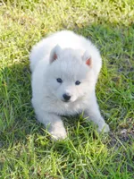 Aurora , a female Siberian Husky for sale in Pearson, GA – Photo 2 of 10