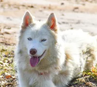 Aurora , a female Siberian Husky for sale in Pearson, GA – Photo 5 of 7