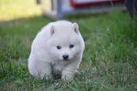 Aurora , a female Siberian Husky for sale in Pearson, GA – Photo 7 of 10