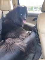 Aurora , a female Siberian Husky for sale in Pearson, GA – Photo 6 of 7