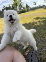 Aurora , a female Siberian Husky for sale in Pearson, GA – 2 of 9