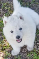 Aurora , a female Siberian Husky for sale in Pearson, GA – Photo 4 of 10