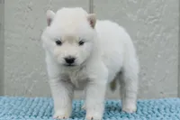 Aurora , a female Siberian Husky for sale in Pearson, GA – Photo 2 of 7