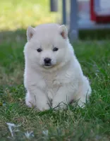 Aurora , a female Siberian Husky for sale in Pearson, GA – Photo 6 of 10