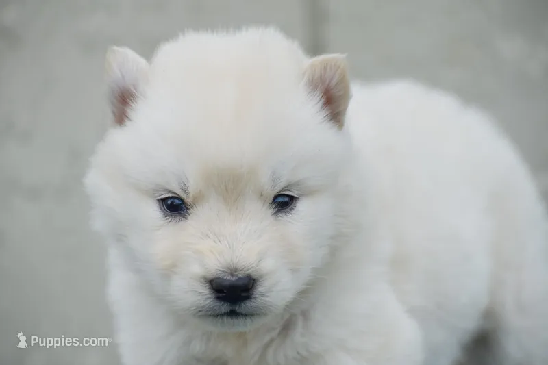 Aurora  – Siberian Husky puppy for sale in Pearson, GA
