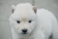 Aurora , a female Siberian Husky for sale in Pearson, GA – Photo 1 of 7