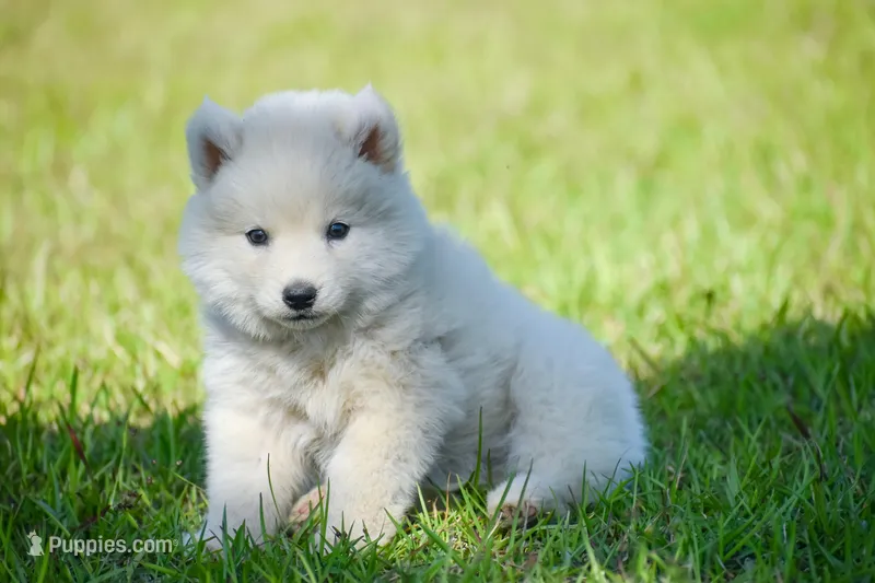 Aurora  – Siberian Husky puppy for sale in Pearson, GA