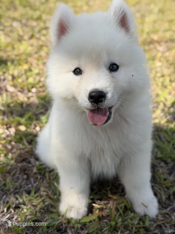 Aurora  – Siberian Husky puppy for sale in Pearson, GA