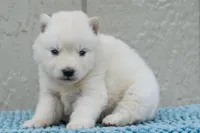 Aurora , a female Siberian Husky for sale in Pearson, GA – Photo 3 of 7