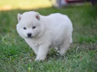 Aurora , a female Siberian Husky for sale in Pearson, GA – Photo 5 of 10