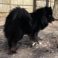 Aurora , a female Siberian Husky for sale in Pearson, GA – Photo 4 of 7