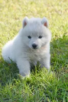 Aurora , a female Siberian Husky for sale in Pearson, GA – Photo 3 of 10