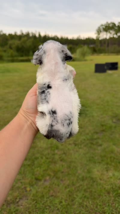 Tidbit, a male Miniature Schnauzer for sale in Pearson, GA – 3 of 3