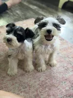 Sera , a female Miniature Schnauzer for sale in Pearson, GA – 5 of 9
