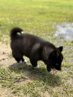Anayah, a female Siberian Husky for sale in Pearson, GA – 6 of 6