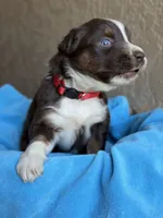 Kami , a female Australian Shepherd for sale in Pearson, GA – 5 of 8
