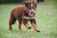 Naz, a male Australian Shepherd for sale in Pearson, GA – 8 of 8