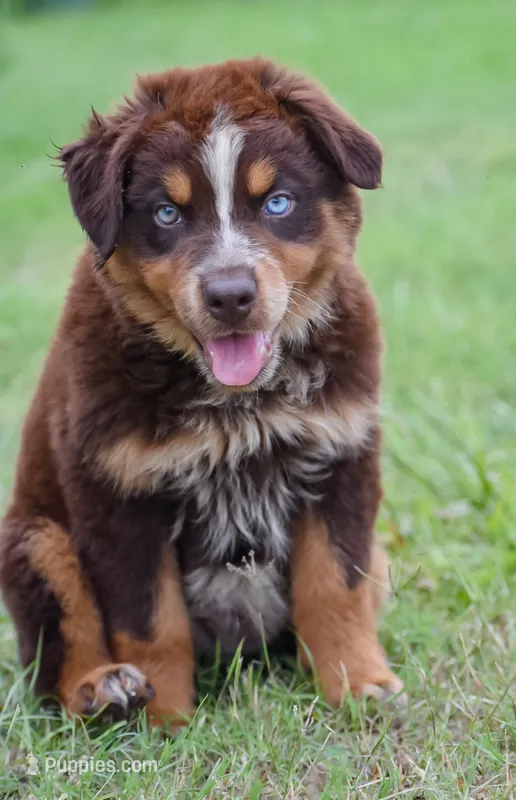 Naz – Australian Shepherd puppy for sale in Pearson, GA