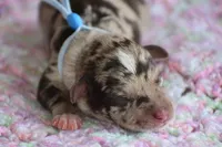 Hayes, a male Miniature Schnauzer for sale in Pearson, GA – 1 of 5