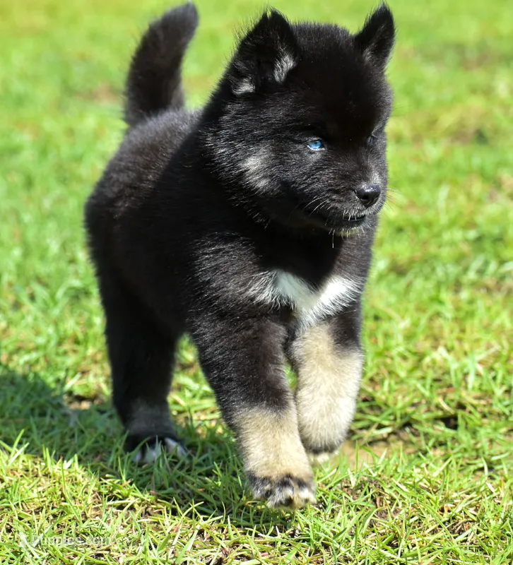 Fynn – Siberian Husky puppy for sale in Pearson, GA